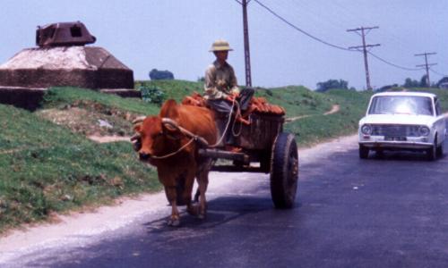 Water buffalo cart